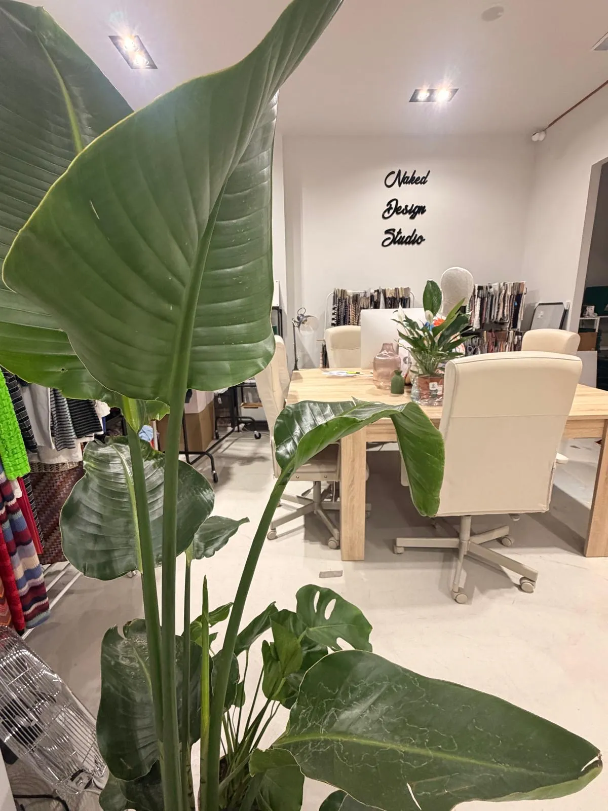 Wooden work tables with cream chairs under the studio sign, a tall plant in the foreground