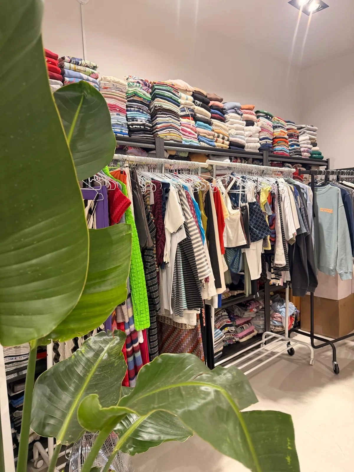 Rails full of hanging garments under shelves of folded clothes, behind a large plant